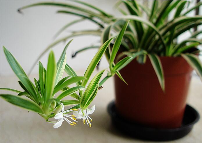 無(wú)錫紫蘋(píng)果裝飾